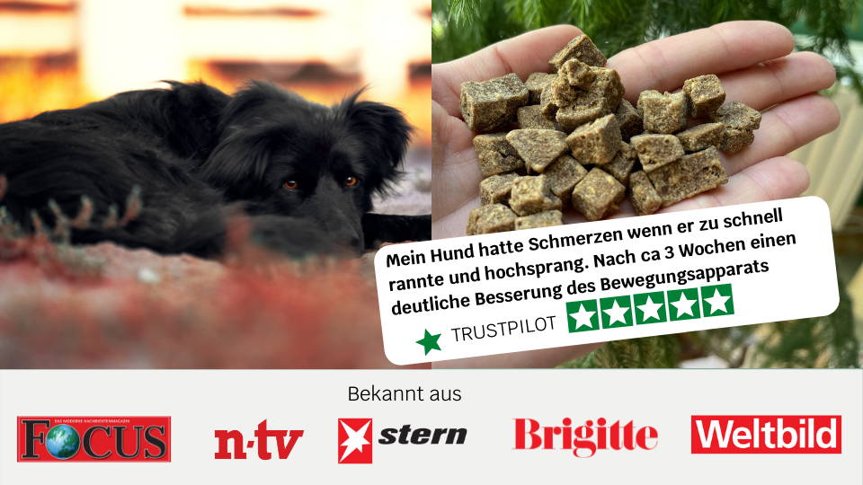Dein Hund humpelt oder hinkt? Wie du die Gelenke schützen kannst! mammaly